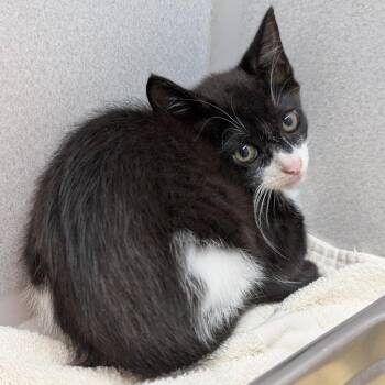 Dig Dug -  Domestic Short Hair Cat for Adoption in Pittsburgh, Pennsylvania - Dig Dug | PetCurious