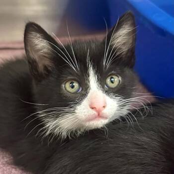 Wild Rice -  Domestic Short Hair Cat for Adoption in Walnut Creek, California - Wild Rice | PetCurious