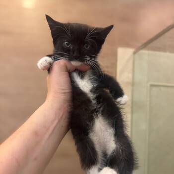 Boxer -  Domestic Short Hair Cat for Adoption in Jersey City, New Jersey - Boxer | PetCurious