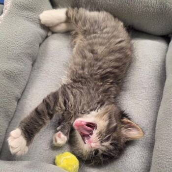 Domestic Long Hair Cats Available for Adoption in Yankton, South Dakota - Melba | PetCurious