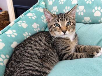 Zander -  Domestic Short Hair Cat for Adoption in Westfield, New Jersey - Zander | PetCurious