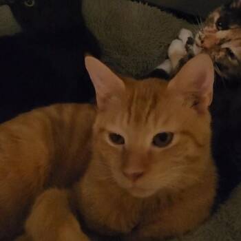 Bob -  Domestic Short Hair Cat for Adoption in Charleston, South Carolina - Bob | PetCurious