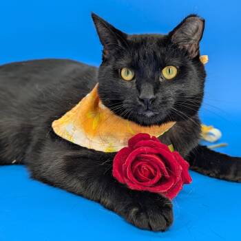 Dimitri (The Gentlest Floof) -  Domestic Medium Hair Cat for Adoption in Tucker, Georgia - Dimitri (The Gentlest Floof) | PetCurious