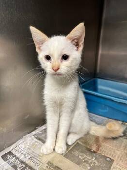 Frostina -  Domestic Short Hair Cat for Adoption in Hopkinsville, Kentucky - Frostina | PetCurious