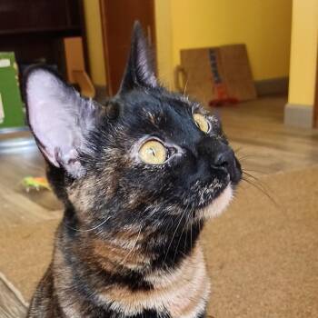 Rescue Domestic Short Hair Cats for Adoption in Springfield, Oregon - Lacy | PetCurious