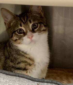 Lucas Edwin -  Domestic Short Hair Cat for Adoption in Annapolis, Maryland - Lucas Edwin | PetCurious