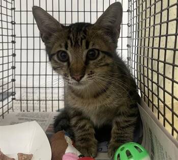 VINCE -  Domestic Short Hair Cat for Adoption in Fort Lauderdale, Florida - VINCE | PetCurious