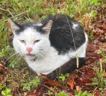 Domestic Short Hair Cats Available for Adoption in Mineral, Virginia - Checkers | PetCurious