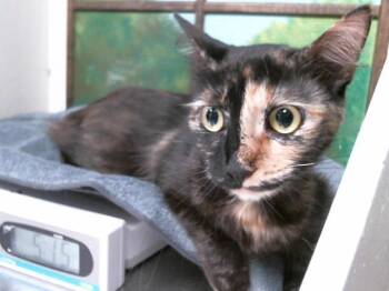 Domestic Long Hair and Domestic Short Hair Cats Available for Adoption in Houston, Texas - TAMAYO | PetCurious