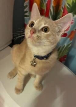 Sylvia (FCID# 07/06/2026 - 61 West Chester PS) -  Tabby Cat for Adoption in Greenville, Delaware - Sylvia (FCID# 07/06/2026 - 61 West Chester PS) | PetCurious