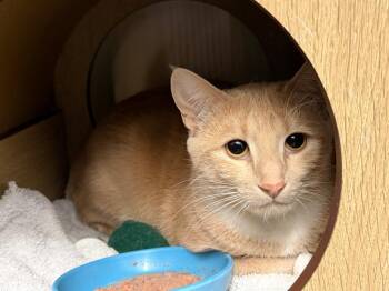 Domestic Short Hair Cats Available for Adoption - Simba | PetCurious