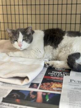 Domestic Medium Hair Cats Available for Adoption in Green River, Wyoming - White W Grey Tiger | PetCurious
