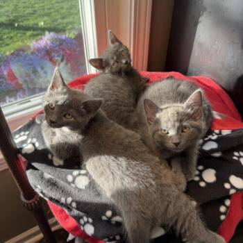 Domestic Medium Hair Cats Available for Adoption in Fishers, Indiana - Madison Booker | PetCurious