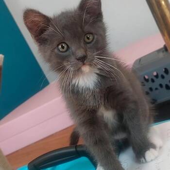 Mooch -  Domestic Short Hair Cat for Adoption in Los Angeles, California - Mooch | PetCurious