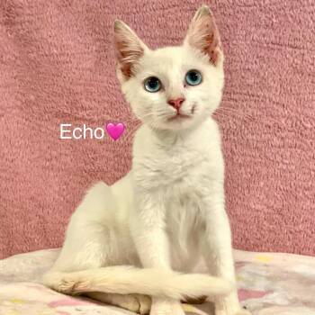Echo -  Domestic Short Hair Cat for Adoption in Peachtree City, Georgia - Echo | PetCurious