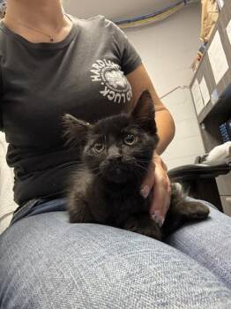 DILLION -  Domestic Short Hair Cat for Adoption in Stockton, California - DILLION | PetCurious