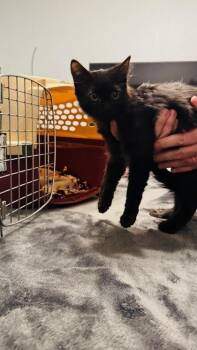 Rookie, WORKING CAT, Bonded Trio -  Domestic Medium Hair and Domestic Short Hair Cat for Adoption in Mckinney, Texas - Rookie, WORKING CAT, Bonded Trio | PetCurious