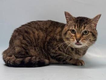 Kobe -  Domestic Short Hair Cat for Adoption in Golden Valley, Minnesota - Kobe | PetCurious