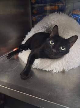 Glenn -  Domestic Short Hair Cat for Adoption in Old Bridge, New Jersey - Glenn | PetCurious