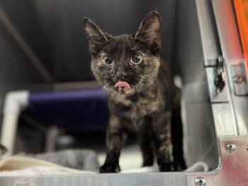 Rescue Domestic Short Hair Cats for Adoption in Raleigh, North Carolina - MYSTIC | PetCurious