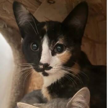 Mila -  Domestic Short Hair Cat for Adoption in Larkfield-wikiup, California - Mila | PetCurious