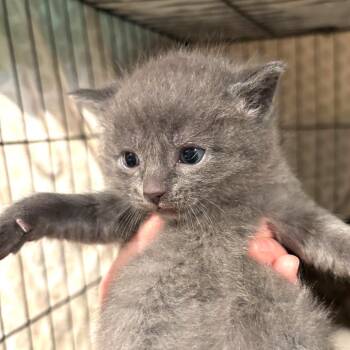 Domestic Short Hair Cats Available for Adoption in Monroe, Michigan - Whitman | PetCurious