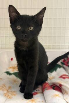 26-41 Adler -  Domestic Short Hair Cat for Adoption in St. Helens, Oregon - 26-41 Adler | PetCurious