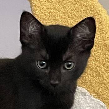 Gilbert -  Domestic Short Hair Cat for Adoption in Santa Ana, California - Gilbert | PetCurious