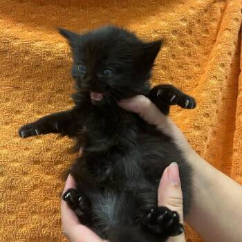 Domestic Short Hair Cats Available for Adoption in Houston, Texas - Tina | PetCurious