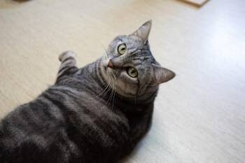 Domestic Short Hair Cats Available for Adoption in Arlington, Washington - Nova | PetCurious