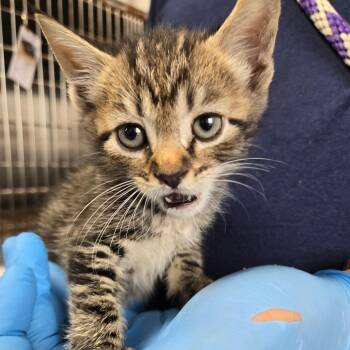 Allie -  Domestic Short Hair Cat for Adoption in Newark, New Jersey - Allie | PetCurious