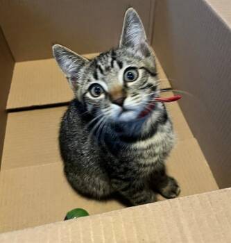 ROBLOX -  Domestic Short Hair Cat for Adoption in Auburn, California - ROBLOX | PetCurious