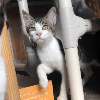 Thor -  Domestic Short Hair Cat for Adoption in Marion, Illinois - Thor | PetCurious