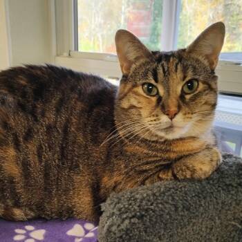 Rescue Domestic Short Hair Cats for Adoption in Dillsburg, Pennsylvania - Chelsea | PetCurious