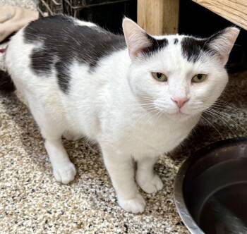 Domestic Short Hair Cats Available for Adoption - Scotty | PetCurious