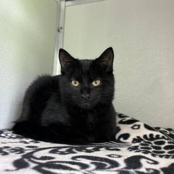 Lucky -  Domestic Short Hair Cat for Adoption in Chattanooga, Tennessee - Lucky | PetCurious