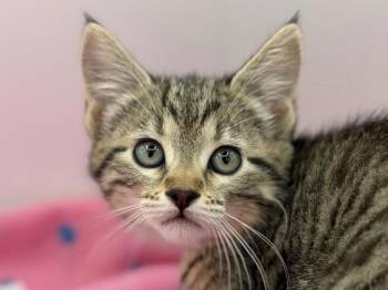 Dove -  Domestic Short Hair Cat for Adoption in Portland, Oregon - Dove | PetCurious