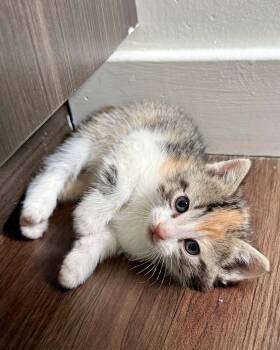 Domestic Short Hair Cats Available for Adoption in San Francisco, California - Chai | PetCurious