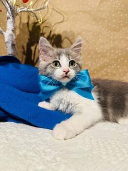 Angelique -  Domestic Long Hair Cat for Adoption in Groveland, Massachusetts - Angelique | PetCurious