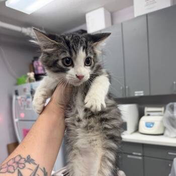 Angel -  Domestic Short Hair Cat for Adoption in Port Charlotte, Florida - Angel | PetCurious