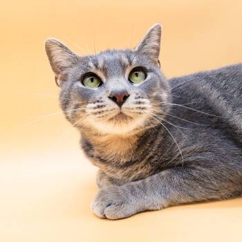 Rescue Domestic Short Hair Cats for Adoption in Springfield, Missouri - Honda | PetCurious