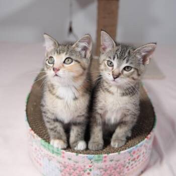 Domestic Short Hair Cats Available for Adoption in Port Richey, Florida - Clover | PetCurious