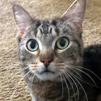Bubba -  Domestic Short Hair Cat for Adoption in Crystal Lake, Illinois - Bubba | PetCurious