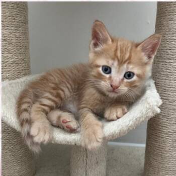 Glasswing -  Domestic Short Hair Cat for Adoption in Toms River, New Jersey - Glasswing | PetCurious
