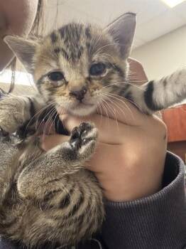 Domestic Short Hair Cats Available for Adoption in Pasadena, Texas - A184842 | PetCurious