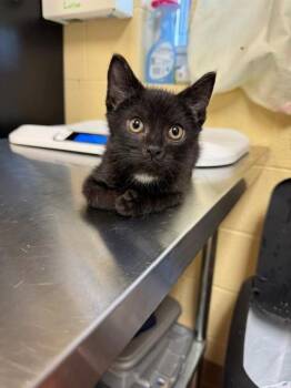 NEPTUNE -  Domestic Short Hair Cat for Adoption in Cookeville, Tennessee - NEPTUNE | PetCurious