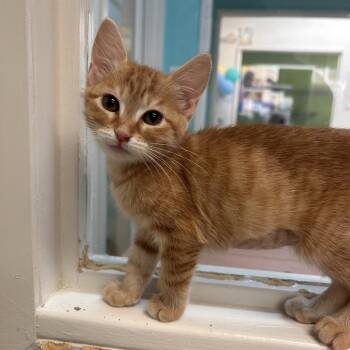 Guadalupe -  Domestic Short Hair Cat for Adoption in Fresno, California - Guadalupe | PetCurious
