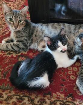 Rescue American Shorthair Cats for Adoption in Tampa, Florida - Pebbles | PetCurious