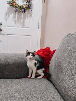 Olaf -  Domestic Short Hair and Siamese Cat for Adoption in Goodyear, Arizona - Olaf | PetCurious