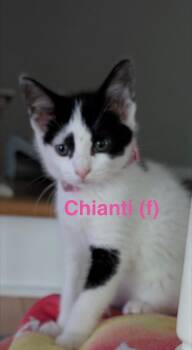 CHIANTI Kitten (f) -  Domestic Short Hair Cat for Adoption in New Bern, North Carolina - CHIANTI Kitten (f) | PetCurious